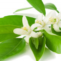 Chinotto blossom